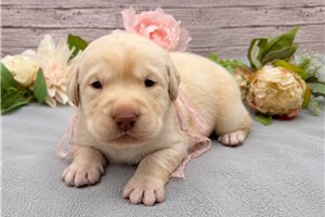 Aggy - Labrador Retriever for sale