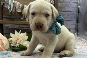 Asher - Labrador Retriever for sale