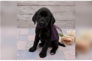 Amelia - Labrador Retriever for sale