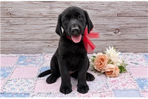 Misty - Labrador Retriever for sale