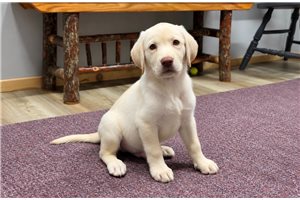 Alamo - Labrador Retriever for sale