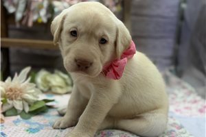 Aggy - Labrador Retriever for sale