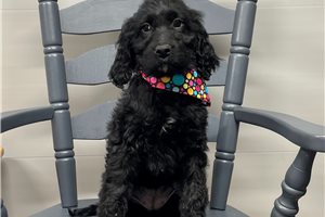 Sabrina - Springerdoodle for sale