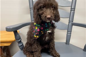 Sammie - Springerdoodle for sale