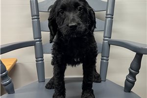 Silas - Springerdoodle for sale