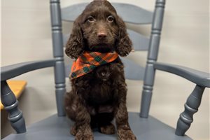 Sebastian - puppy for sale