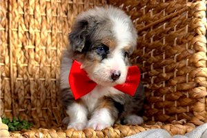 Nelson - Bernedoodle, Mini for sale