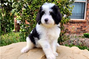 Spencer - puppy for sale