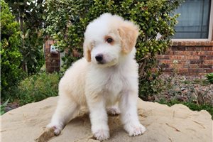 Kyle - puppy for sale