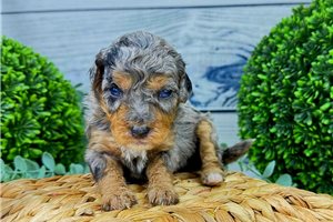 Phantasia - puppy for sale