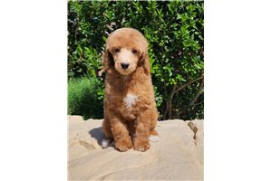 Zander - Miniature Poodle for sale