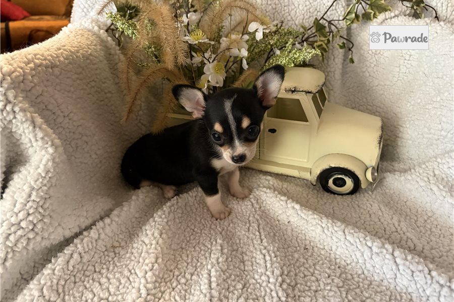 Zara, female Chihuahua puppy for sale
