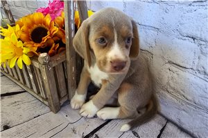 Dustin - Beagle for sale
