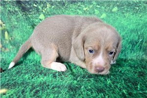 Dustin - Beagle for sale