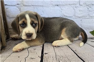 Destiny - Beagle for sale