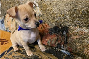 Kaylee - Chihuahua for sale
