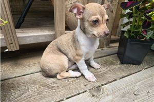 Katherine - Chihuahua for sale