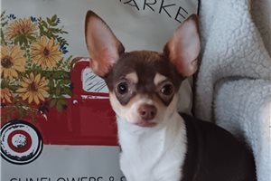 Beckham - Chihuahua for sale