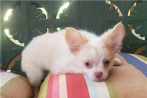 Kayden - Chihuahua for sale