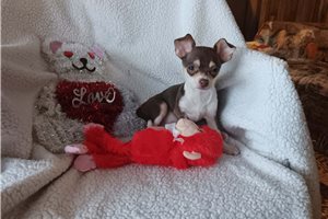 Beckham - Chihuahua for sale