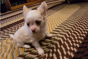 Kayden - Chihuahua for sale