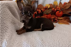 Indigo - Chihuahua for sale