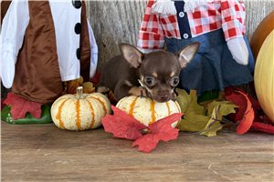 Indigo - Chihuahua for sale