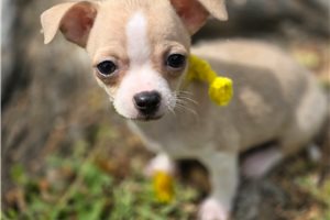 Karter - Chihuahua for sale
