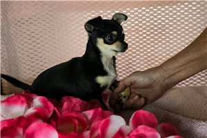Gabby - Chihuahua for sale