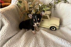 Zara - Chihuahua for sale