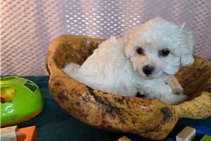 Gallow - puppy for sale