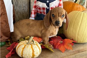 Yuna - Mini Dachshund for sale