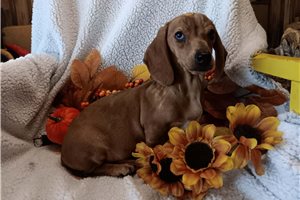 Yuna - Mini Dachshund for sale