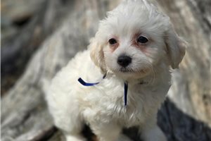 Gabe - puppy for sale