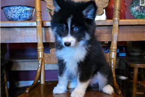 Henry - Pomsky for sale