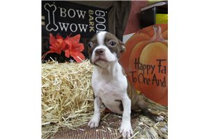 Pearl - Boston Terrier for sale
