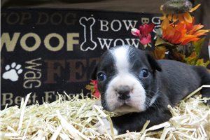 Bonnie - Boston Terrier for sale