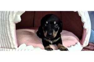 Zipp - Dachshund, Mini for sale