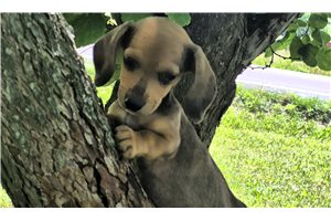 Taco - puppy for sale