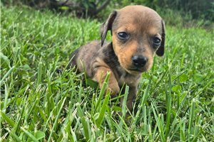 Taco - Dachshund, Mini for sale