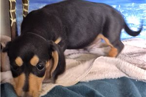 Zipp - Dachshund, Mini for sale