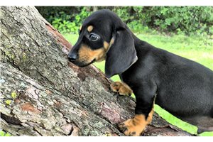 Zipp - Dachshund, Mini for sale