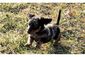 Elff - Dachshund, Mini for sale