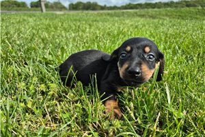 Zipp - Dachshund, Mini for sale