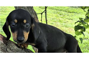 Zipp - Dachshund, Mini for sale