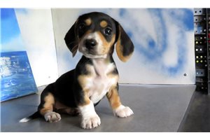 Lady - Mini Dachshund for sale