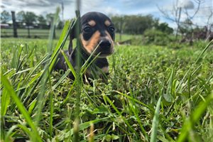 Zync - Dachshund, Mini for sale