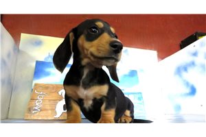 Zync - Dachshund, Mini for sale