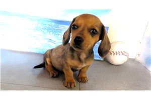 Taco - puppy for sale