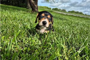 Lady - Dachshund, Mini for sale